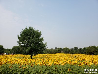 向阳花