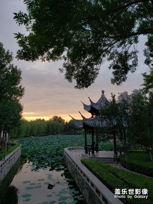 晚霞下的荷花池