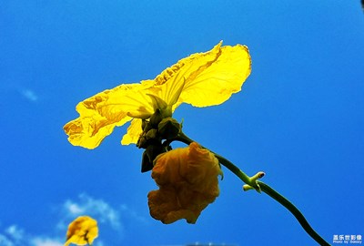 灿烂的季节