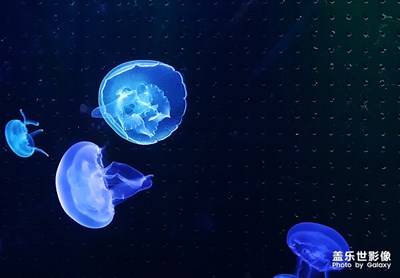 海洋生物