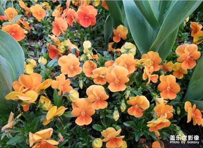 小区里的鲜花
