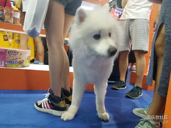 【活动回顾】上海星部落带你玩转亚洲宠物展