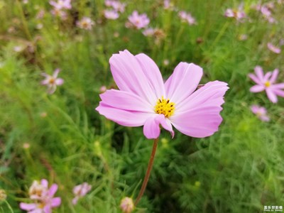 【简单生活】+ 金九初秋的波斯菊