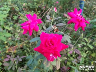 认识香水月季花