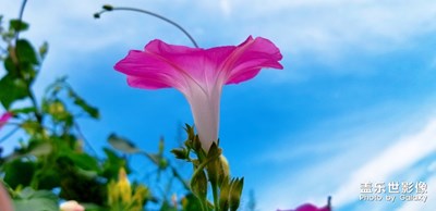 花语
