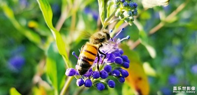 蜂恋花