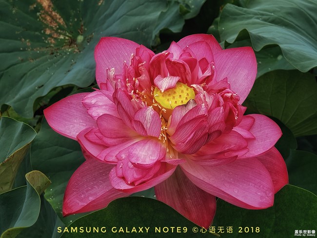 【Galaxy Note9】莲与荷