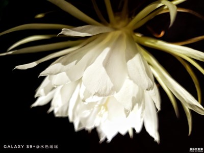 花为美--{S9+与昙花}