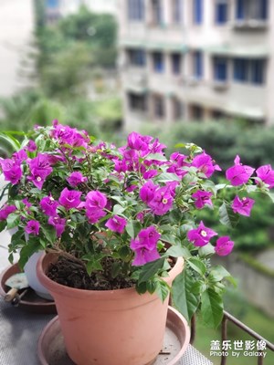 note9拍三角梅