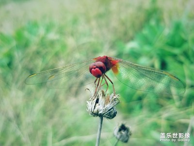红蜓图