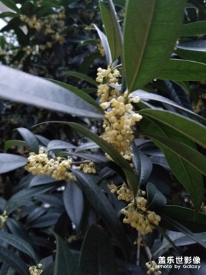 桂花