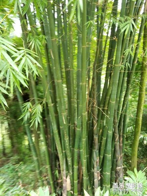 竹子