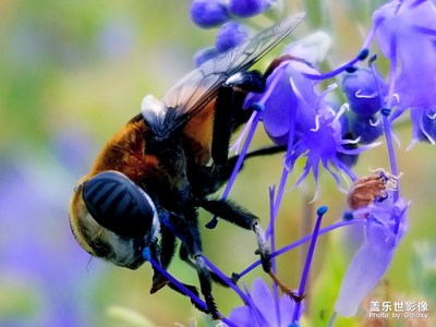 蜂恋花Ⅱ