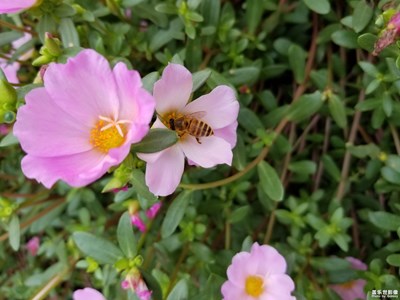 随手拍小花和蜜蜂