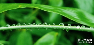 雨后秋竹