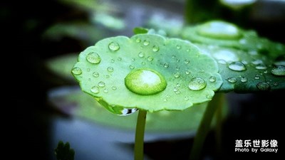 秋雨过后~绿