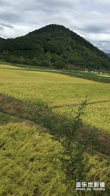 老家风景