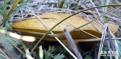 【热爱生活】山野拾趣