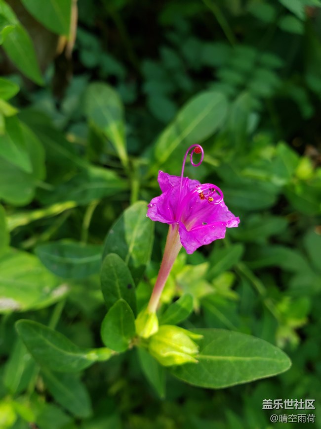 8月30到手的note9，今天第一次有空拍鲜花