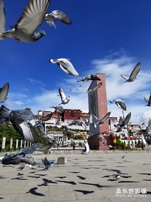 布达拉宫广场上的鸽子