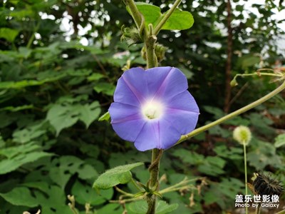 双色喇叭花