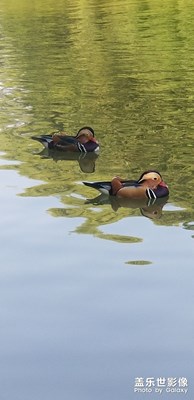 北大鸳鸯