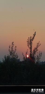 枝头夕阳