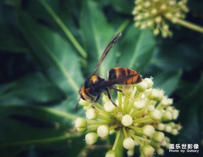 蜂