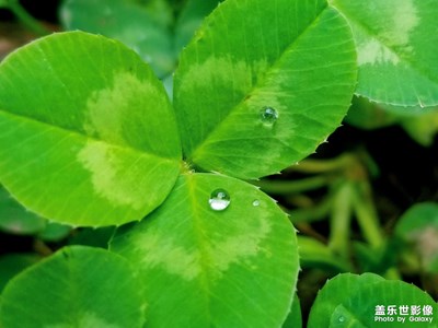 雨后Ⅱ