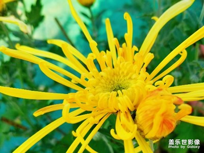 花语