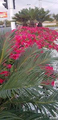 花团锦簇