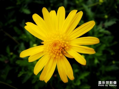 可爱的黄金菊