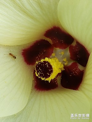 蚂蚁和花