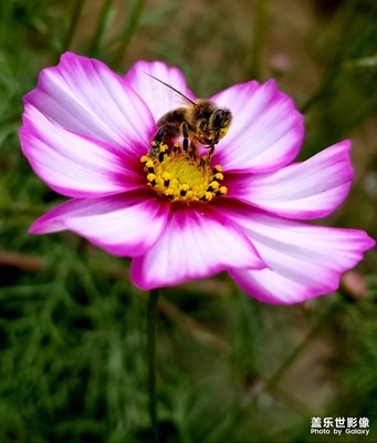 蜜蜂与花的故事