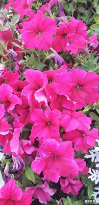 繁花