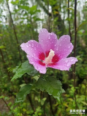 木瑾花