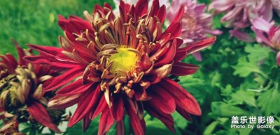 满城菊花开