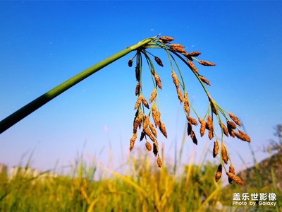 醉美冲天草