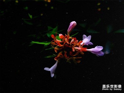 未知小花