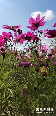 这是什么花啊……