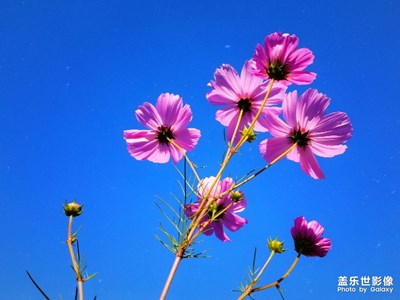 幸运花Ⅱ