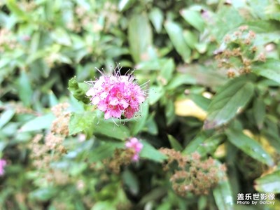 秋日思雨（私语）中的花花草草