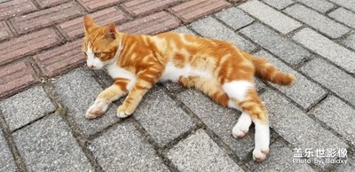 小橘猫