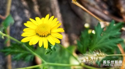 山菊花