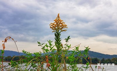 【石湖花草】