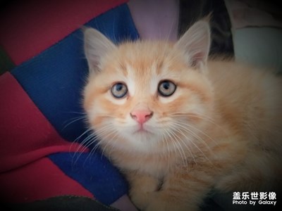 我们一起学猫叫