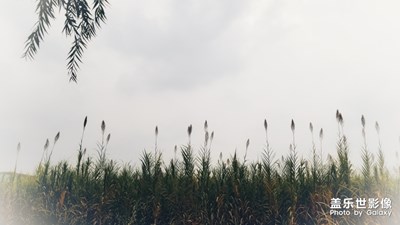 芦苇