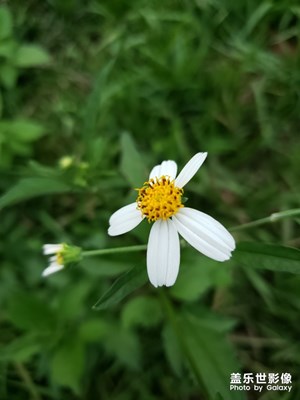 野菊花