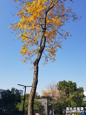 【秋至】+树