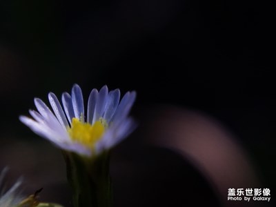 秋之花